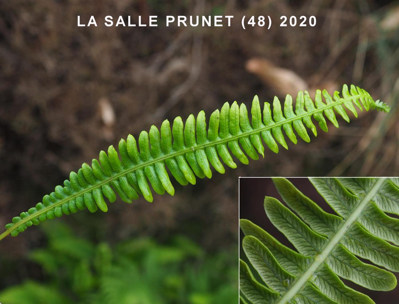 Fern, Hard leaf